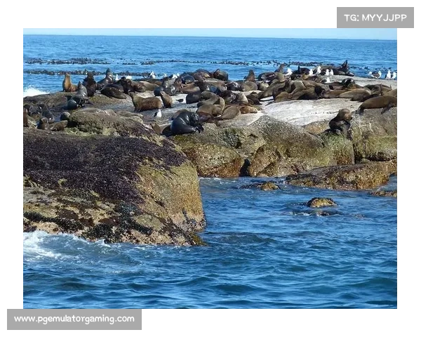 南非超冠军争夺进入白热化 马梅洛迪日落与开普敦城积分齐头并进